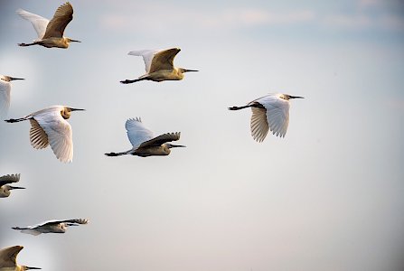 Vogelschwarm fliegt in den Süden - sorgenfreie bAV-Verwaltung